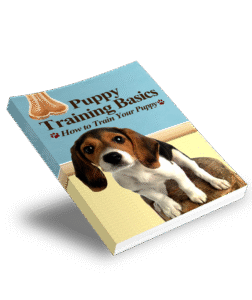 Puppy Training Basics