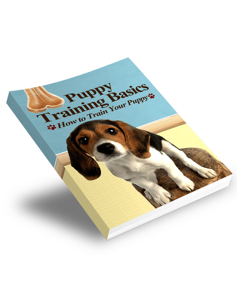 Puppy Training Basics